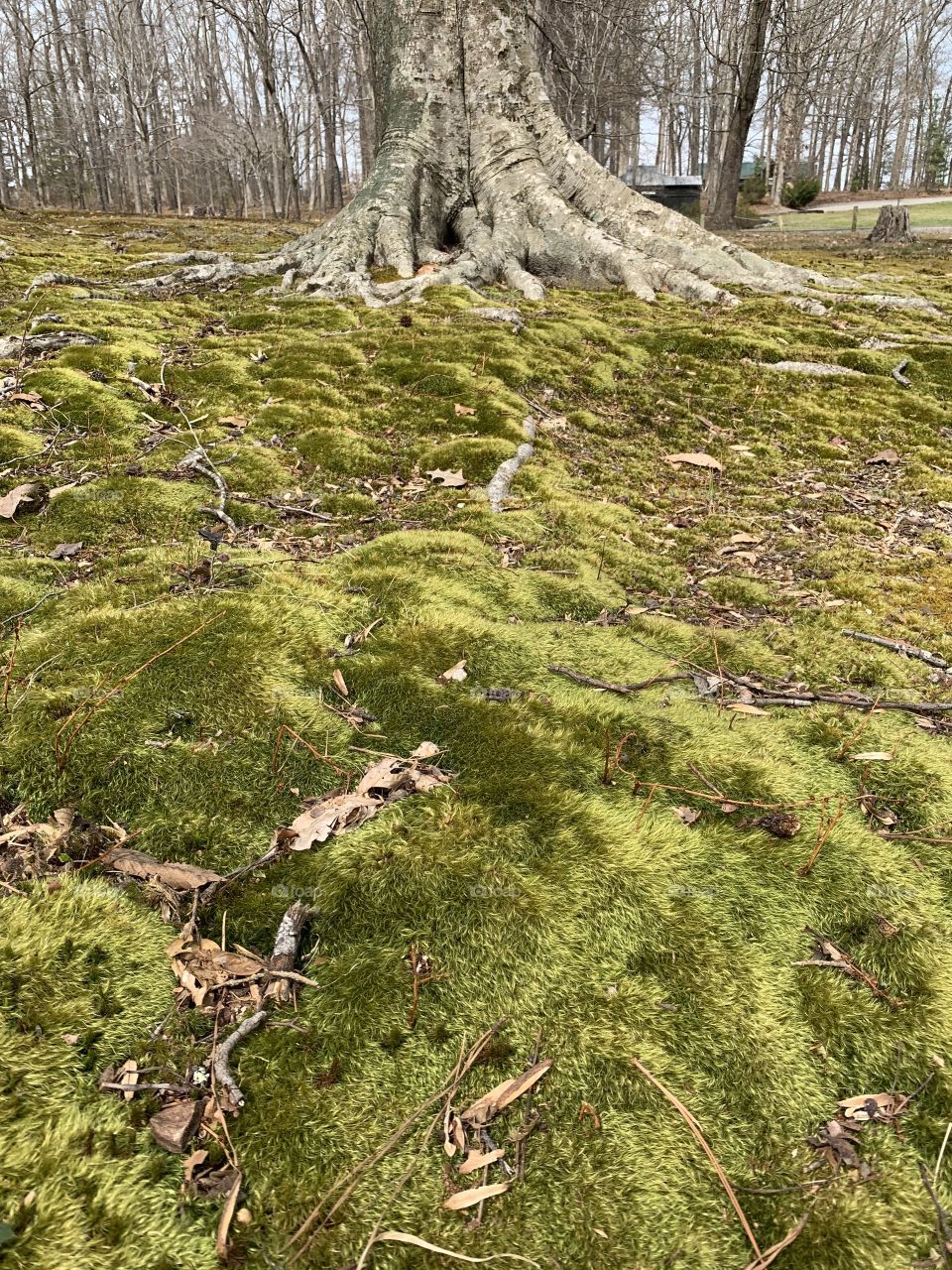 Bright green moss