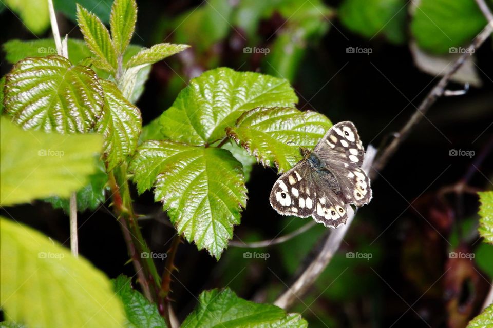 speckled wood butterfly