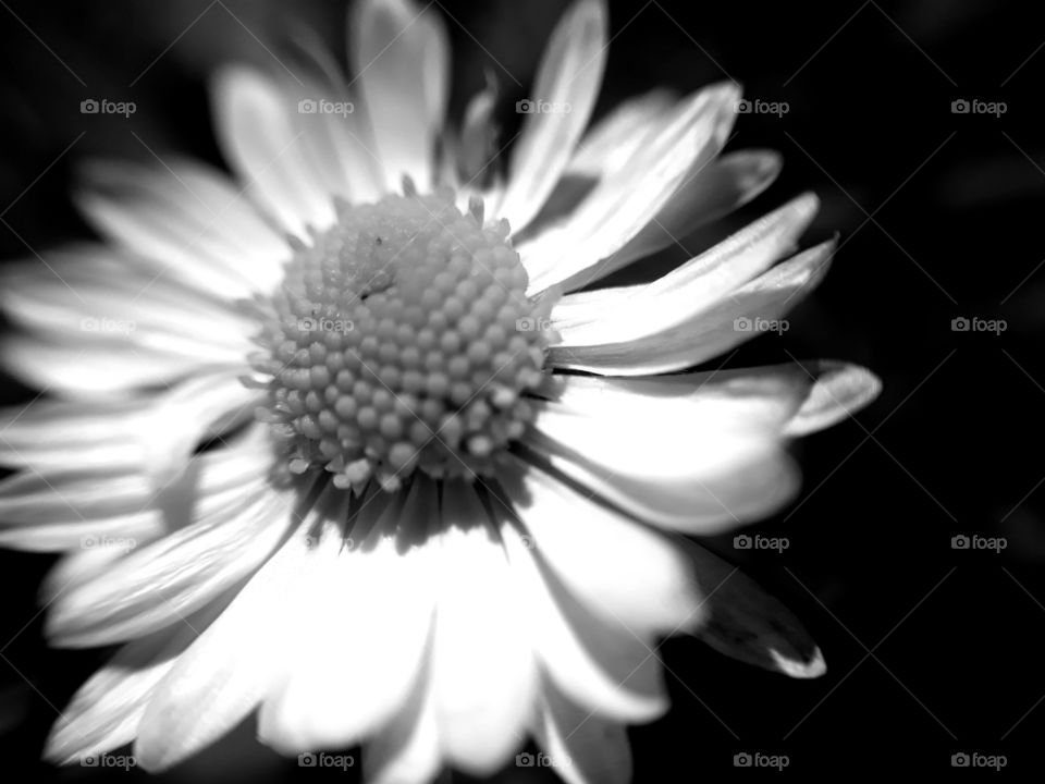 Black and white summer daisy