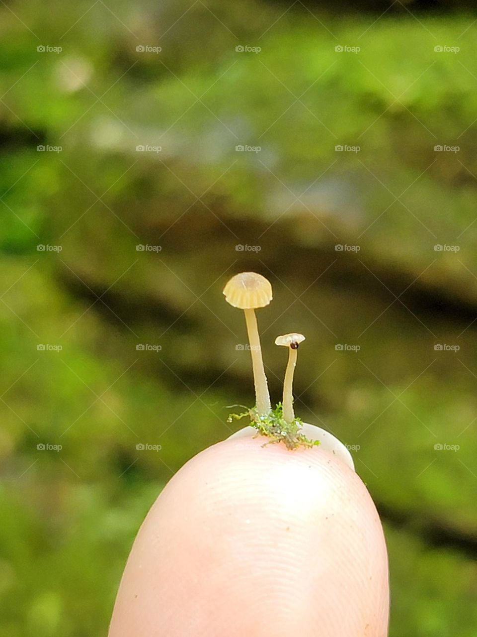 small fungi on a fingertip nail