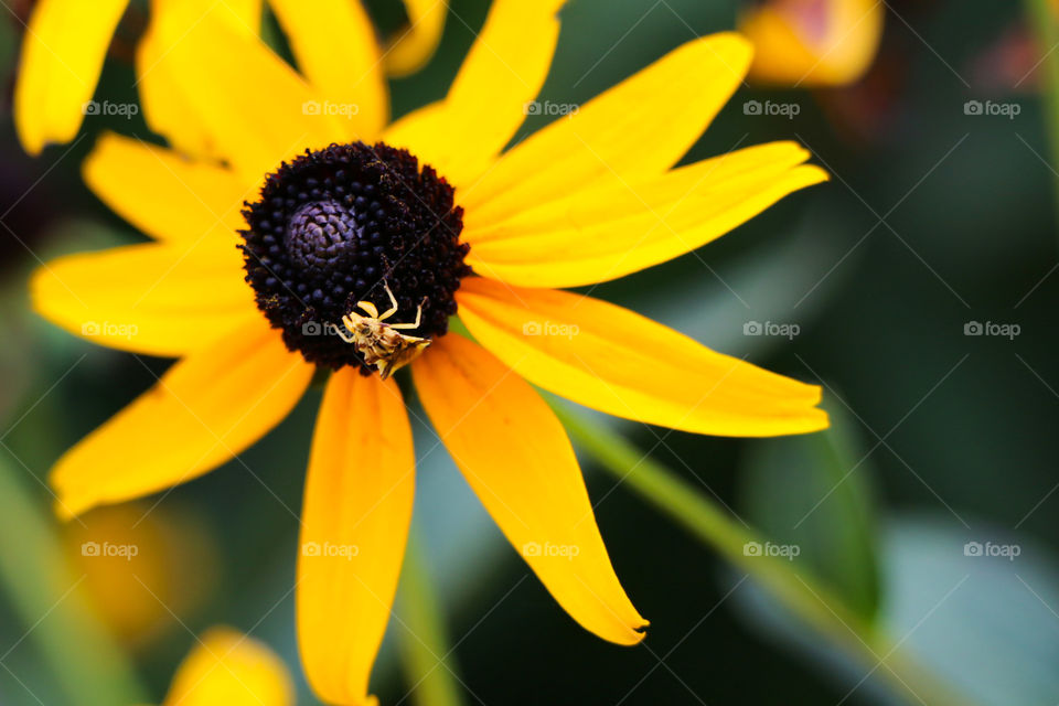 Yellow flower close up with spider