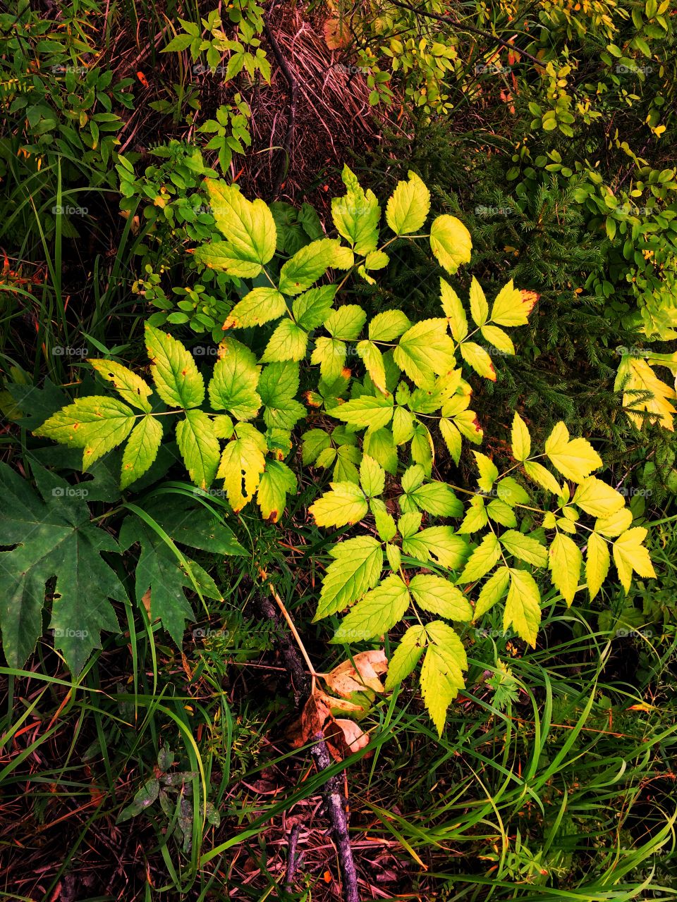 Autumn forest plants texture 