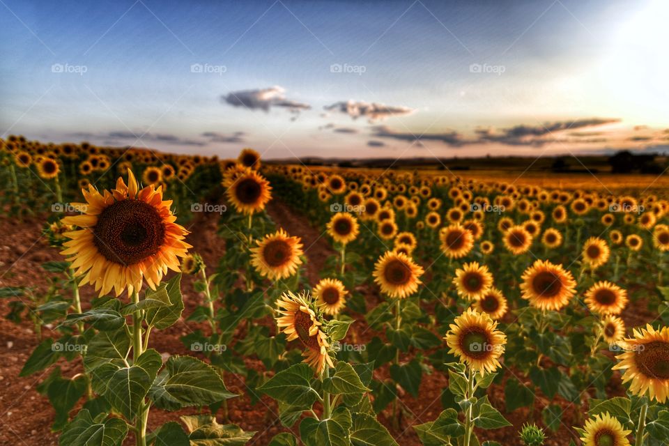 Girasoles