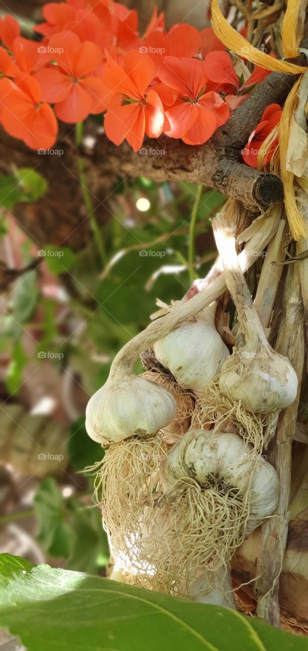 garlic technology with the fog