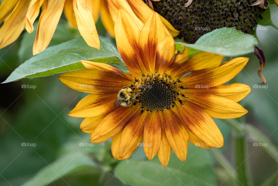 sunflowers bees and bumblebees