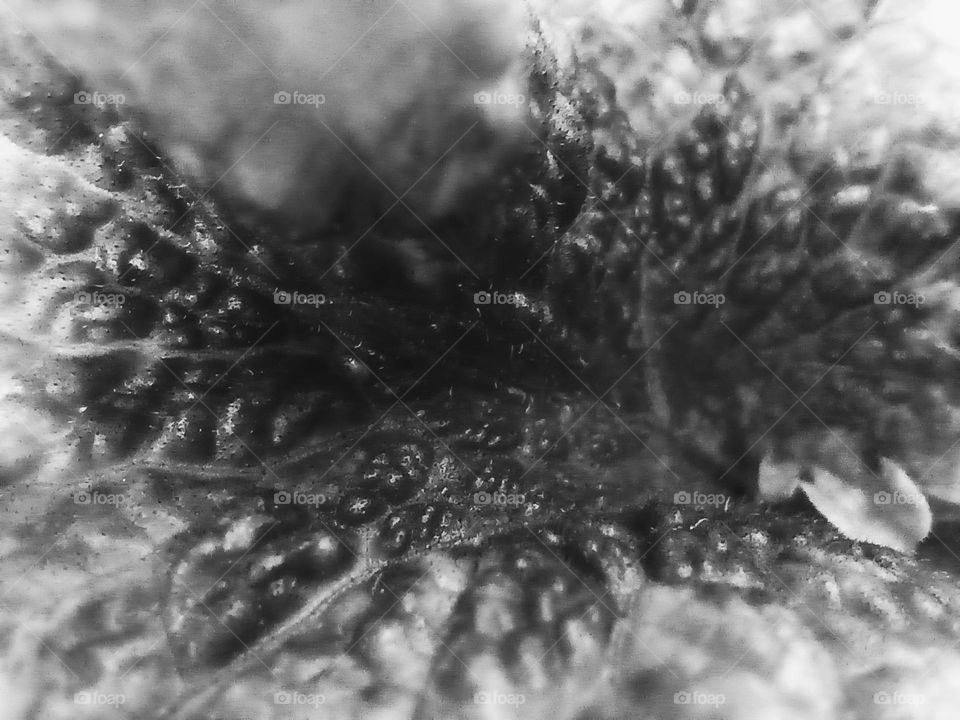 Hoja a blanco y negro.  Con textura algo extraña pero llamativa.