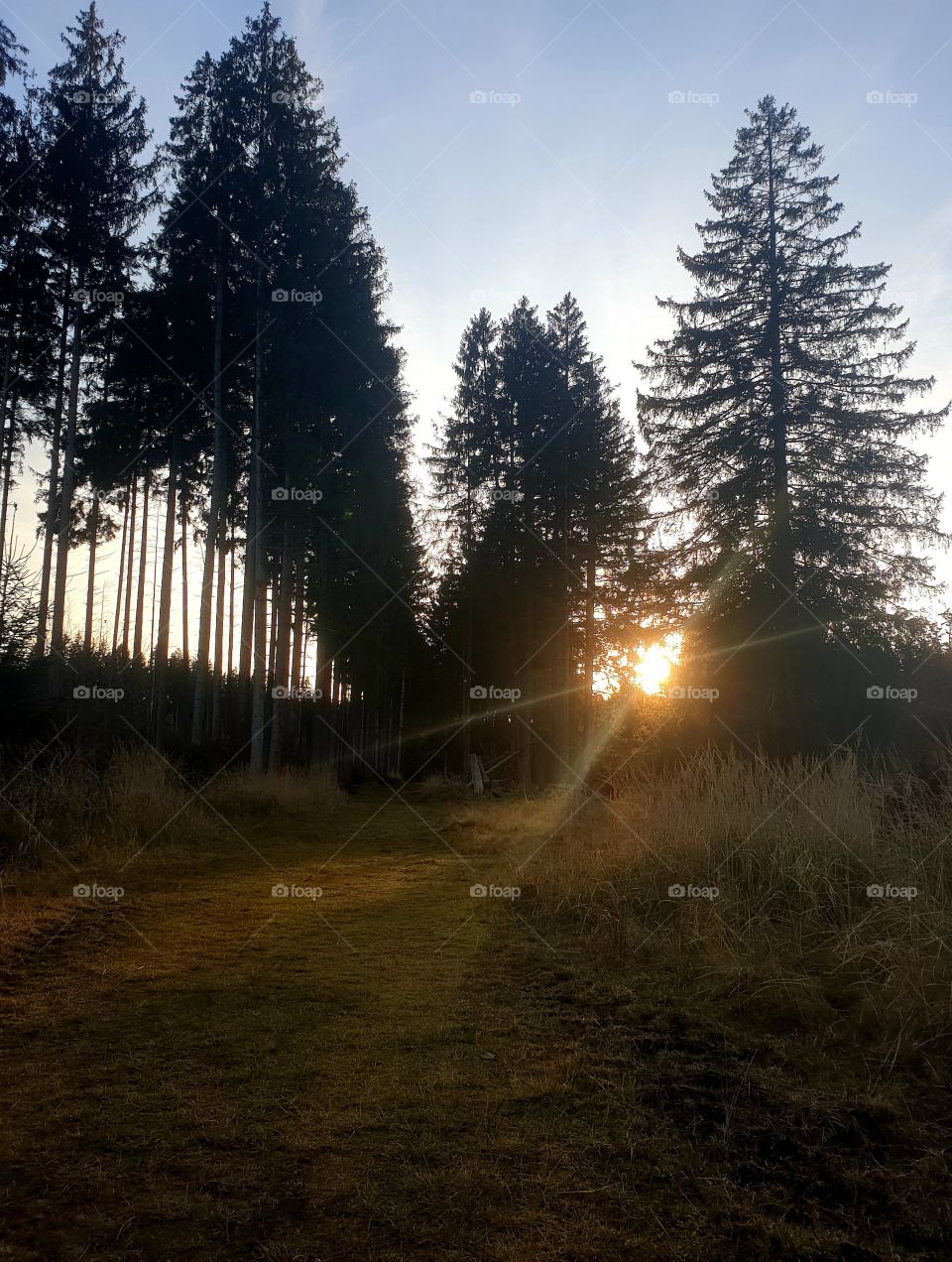 Sunbeam through the trees