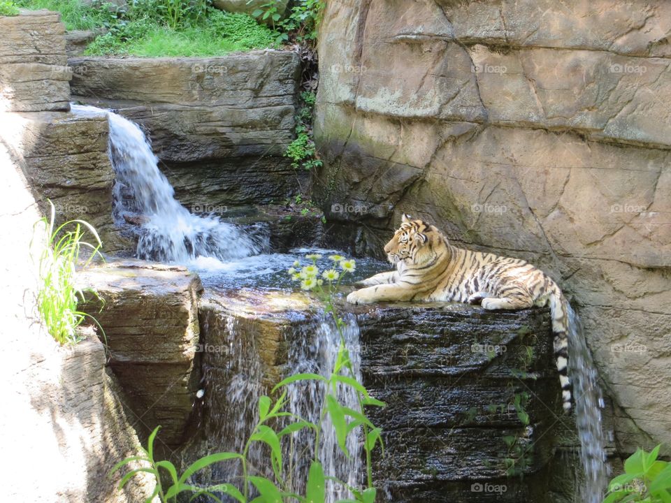 Tiger resting near waterfall. . Pittsburgh zoo. 