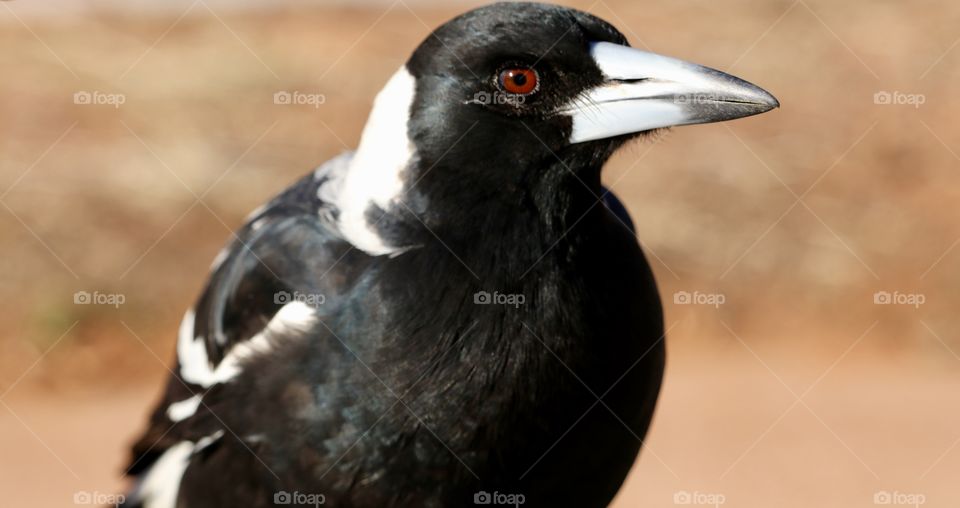 Side profile view magpie in the wild blurred background 