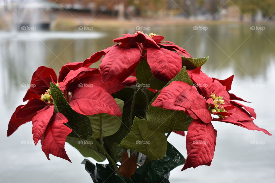 pretty poinsettia at the park