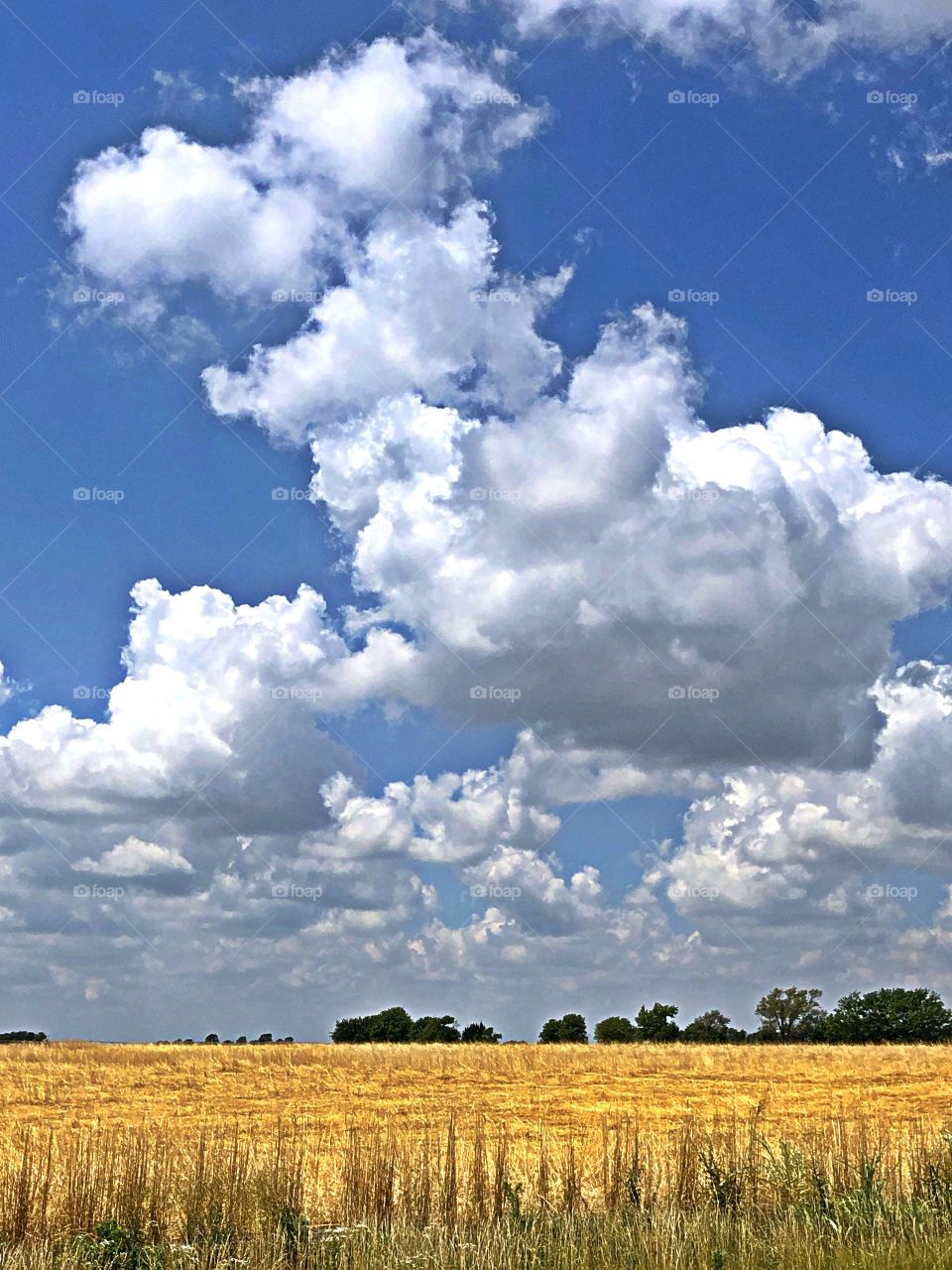 Country field