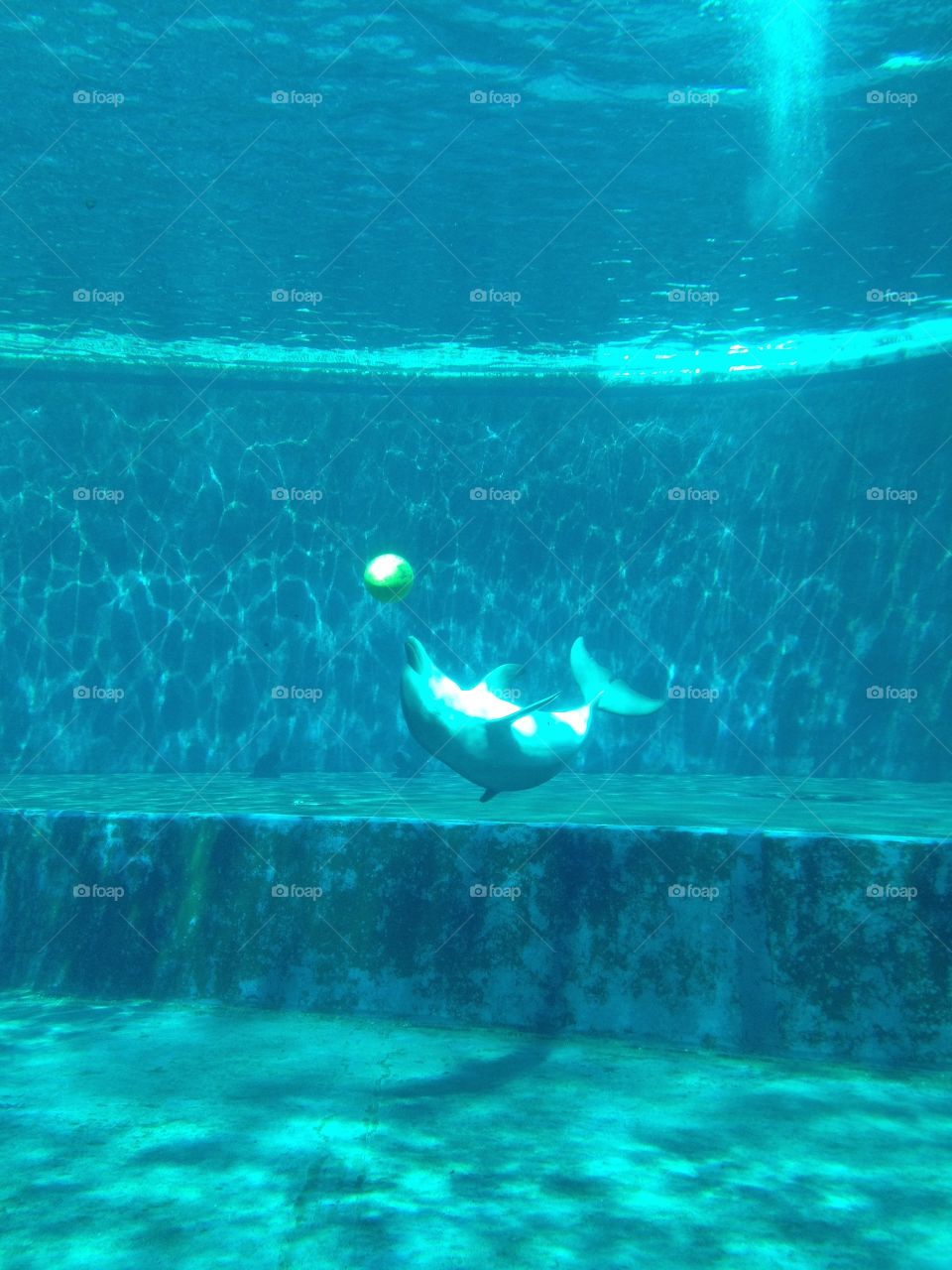 Dolphin playing