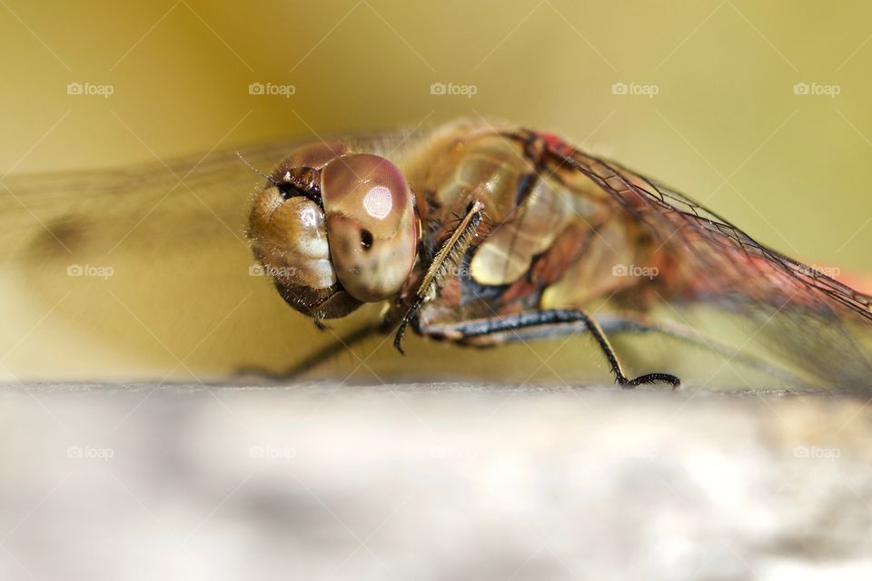 Extreme close-up of dragonfly