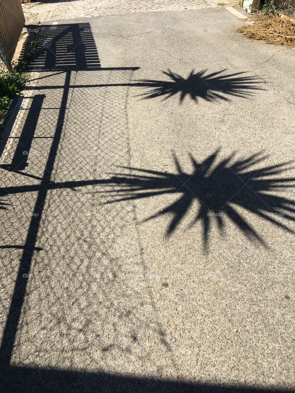 Shadows of yuccas in a yard