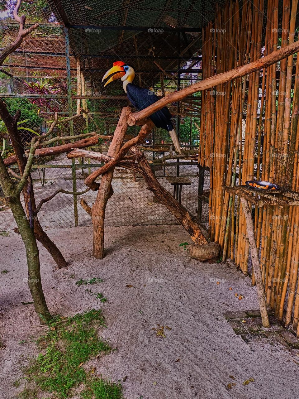 Wrinkled Hornbill (Aceros Corrugatus) It is a large bird with black feathers and the neck is bright yellow is indigenous to South East Asia, and lives in swamp areas and rainforests.