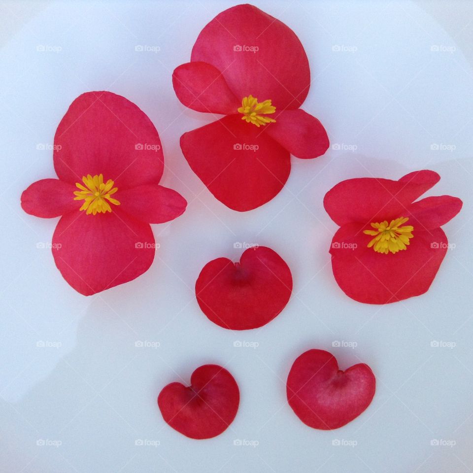 Begonia Flower Hearts