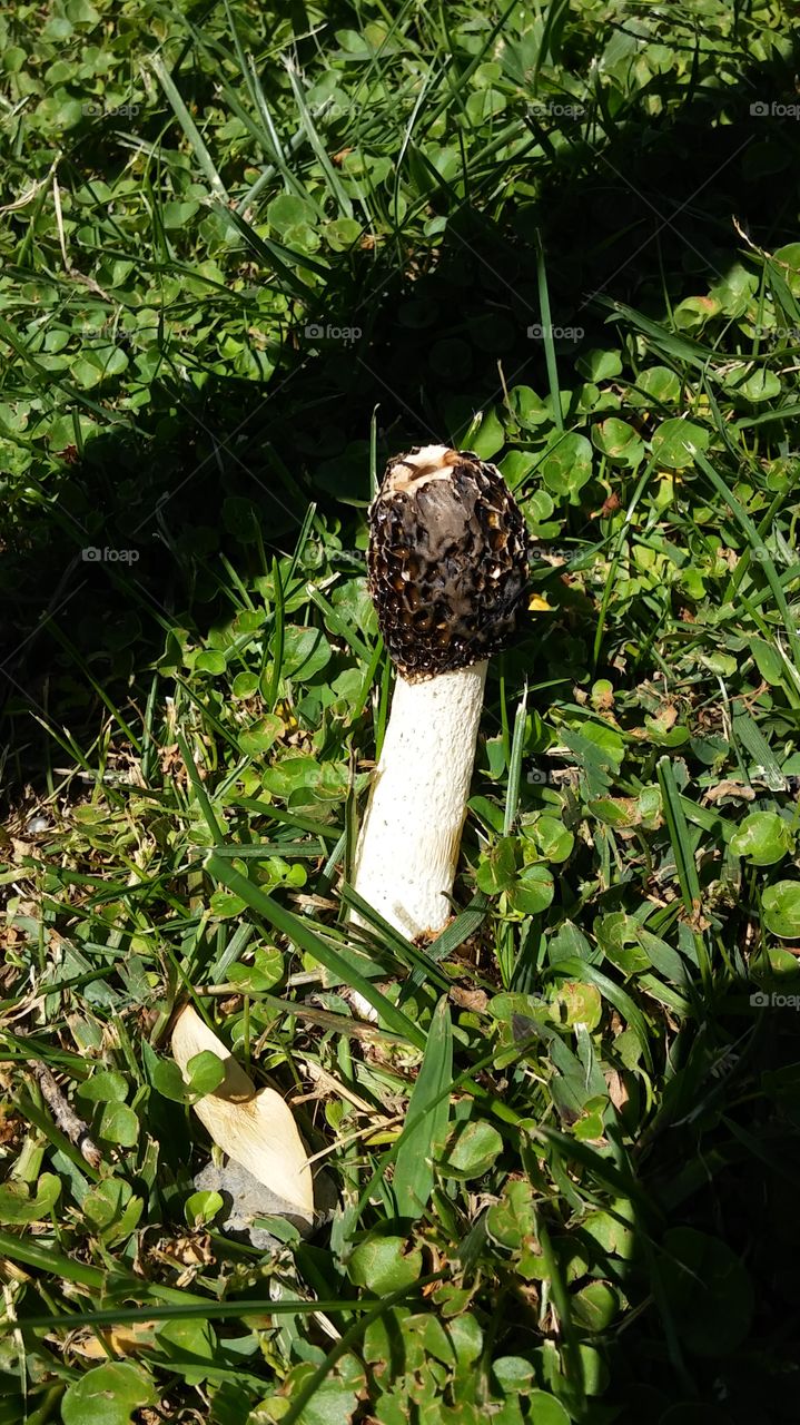 unique mushroom