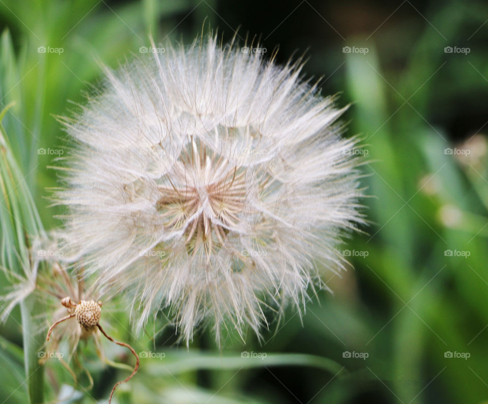 Make a wish pretty delicate dandelion flower 