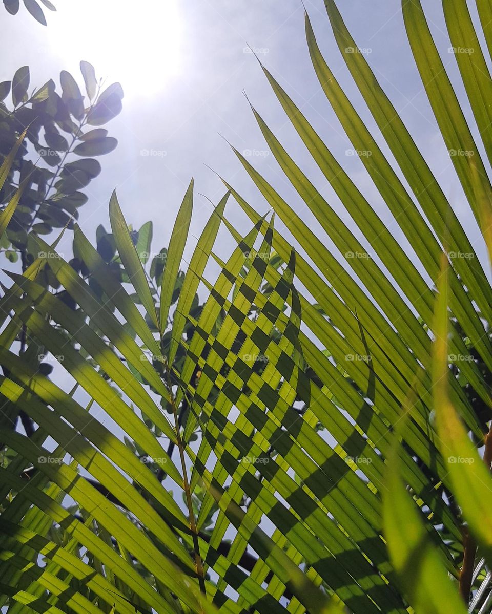 Close up of foliage under sunlight in the garden. Beautiful, colorful and bright sky
