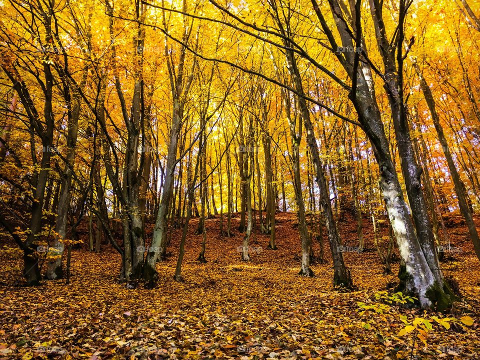 View of autumn trees