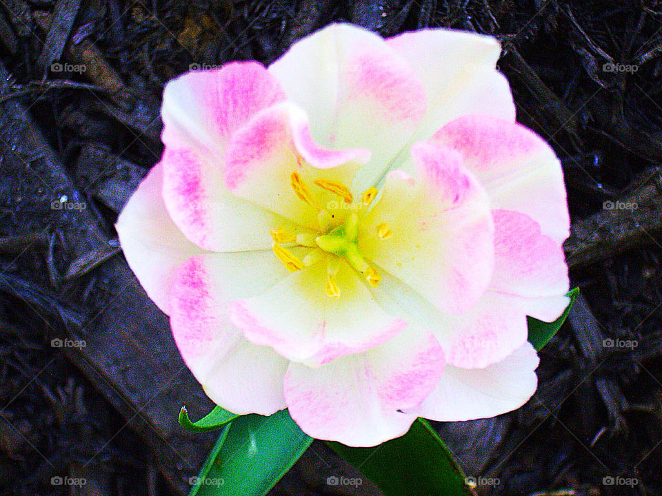 spring pink flower tulip by silkenjade