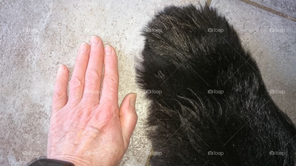 Human hand and dog foot