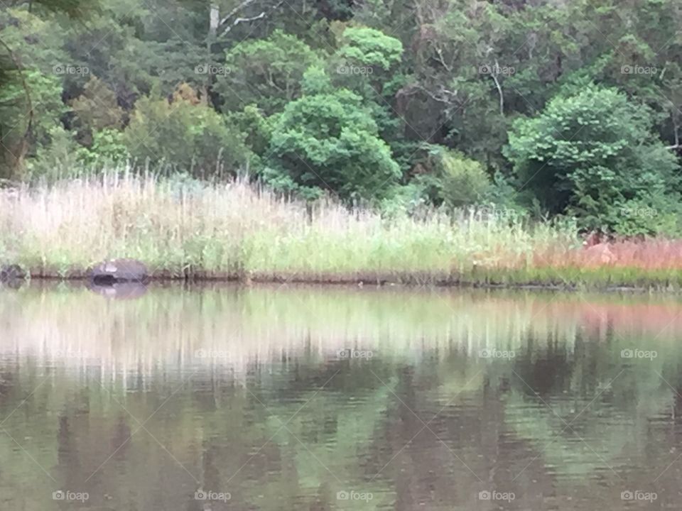 Best view of lake with grass reflection