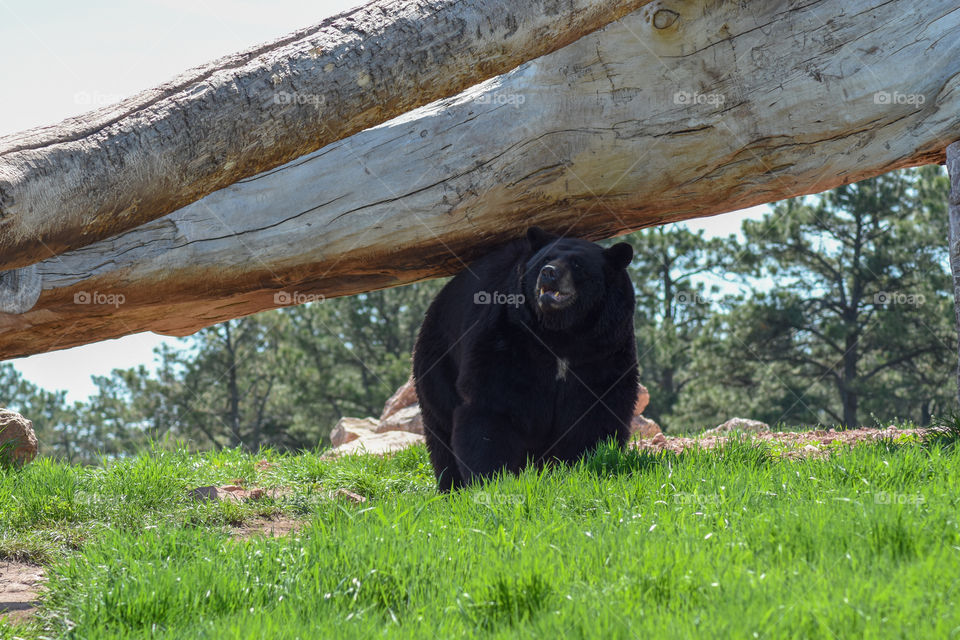 black bear scratching it's back