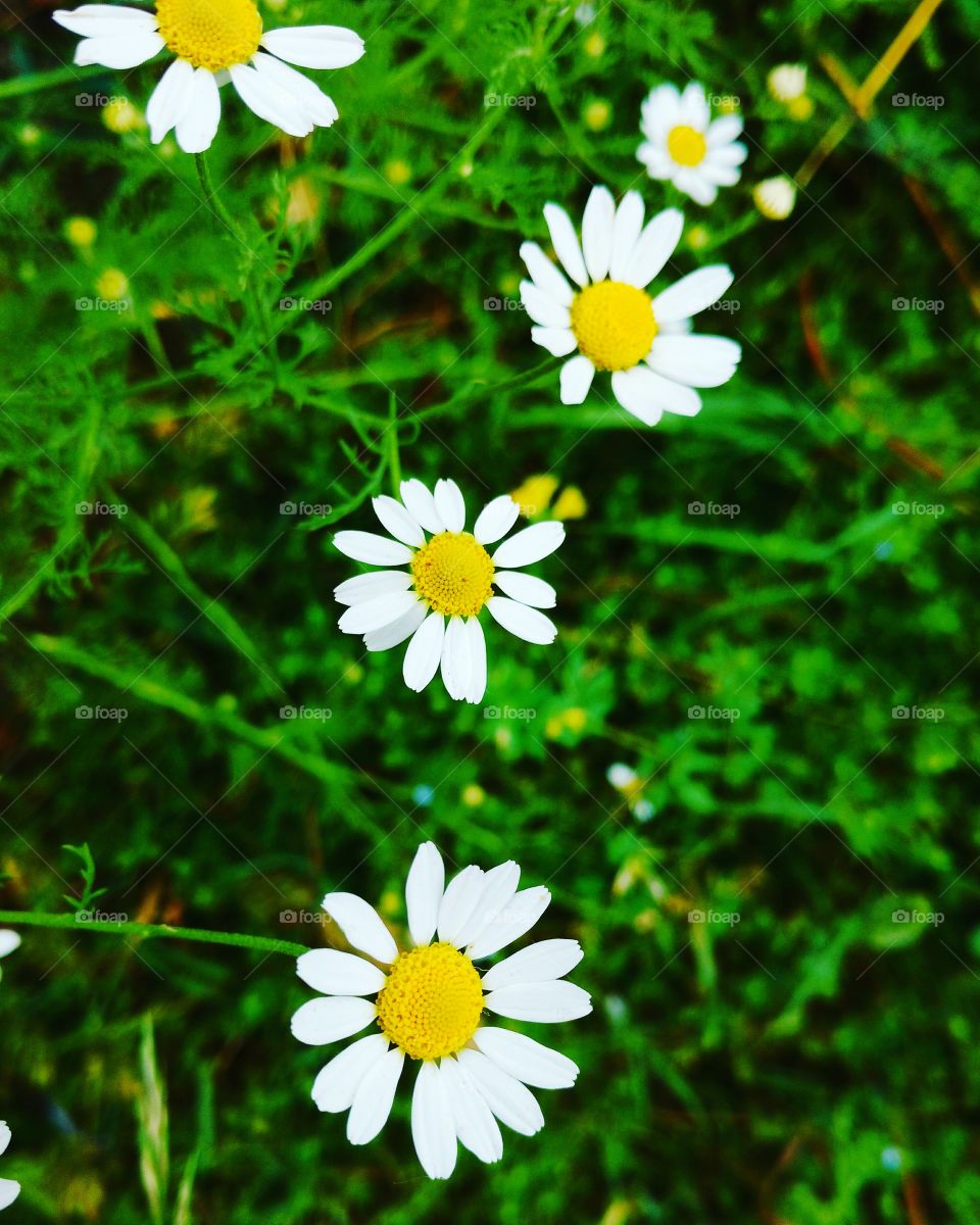 Chamomile, Nature, Hayfield, Summer, Flora