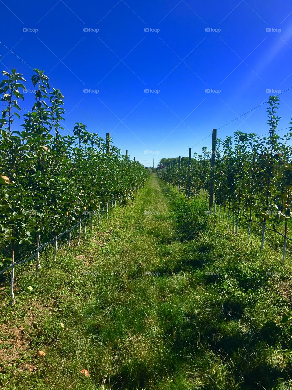 Greenery, landscapes, field, sky , trees