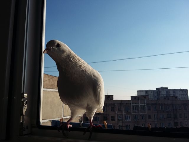 Pigeon 11