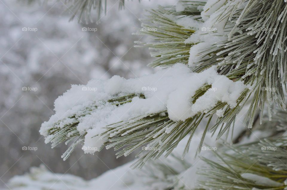 winter forest