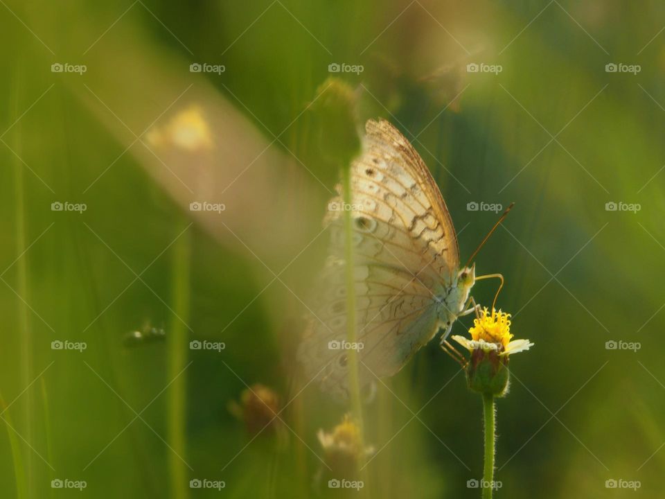 butterfly & flowers