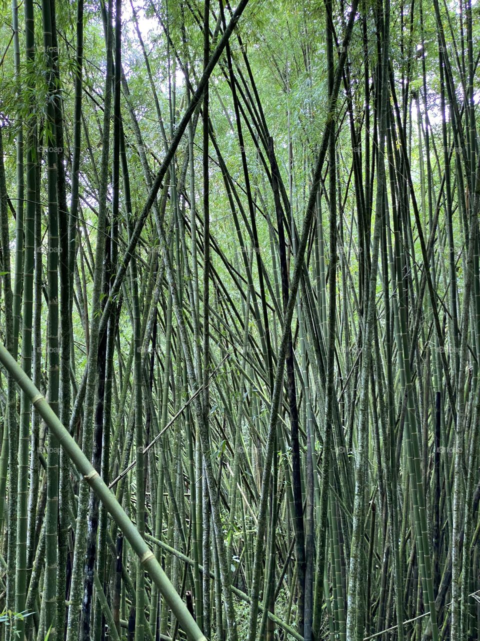 Bosque de guadua