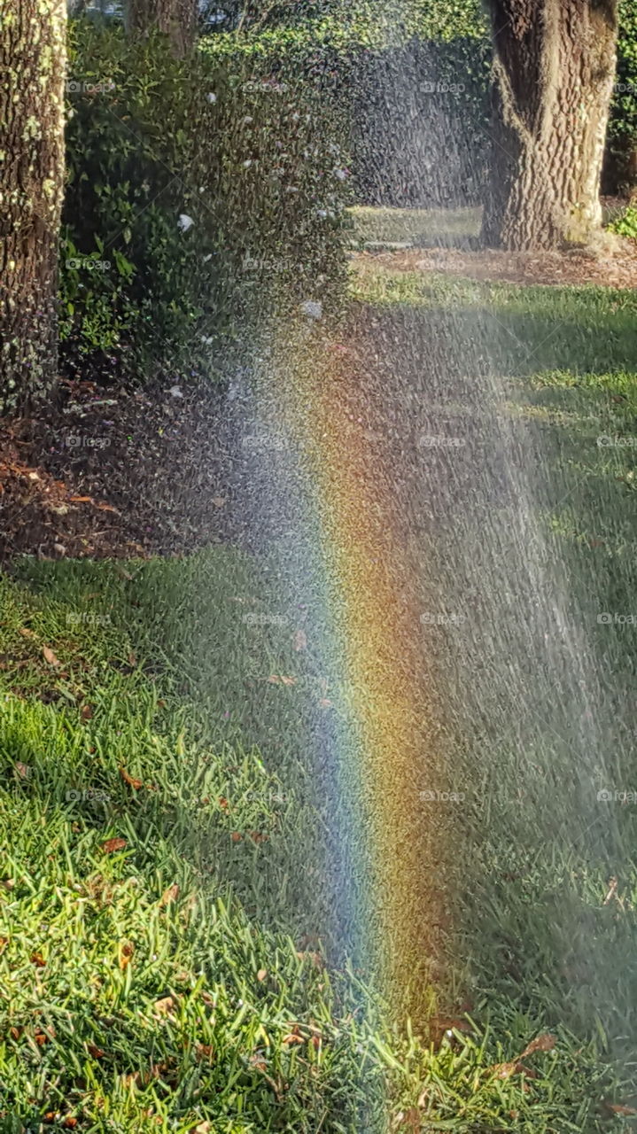 rainbow in the sprinkler