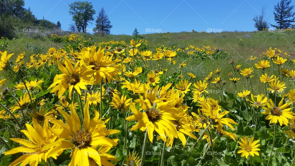 Wildflowers