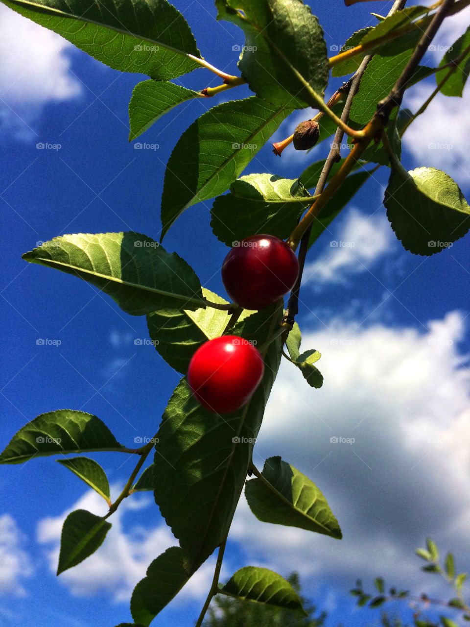 Red cherry berry 