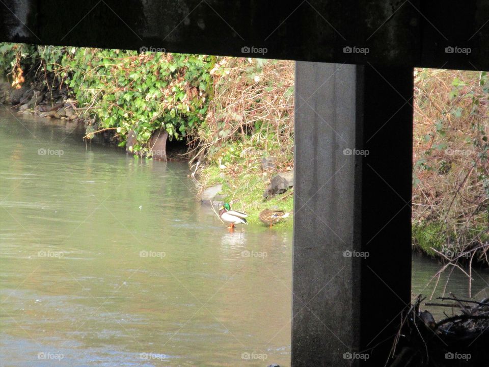 ducks at edge of stream