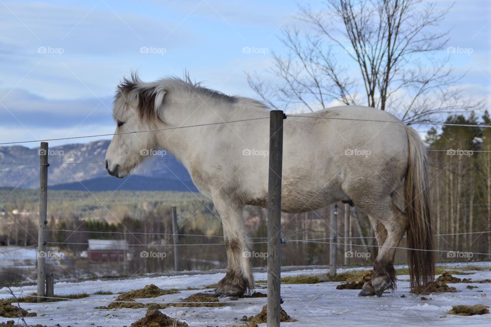 Side view of horse standing on snowy land