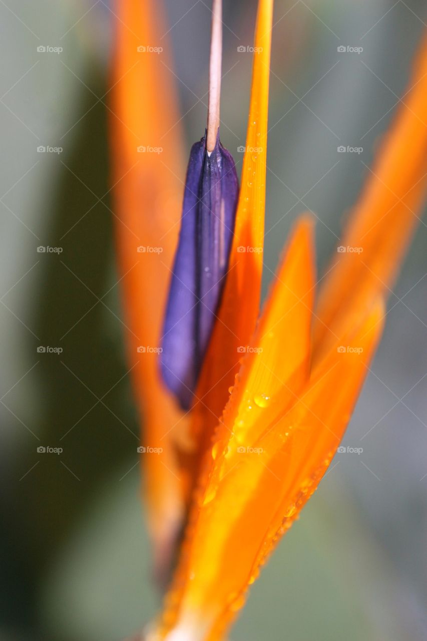 Macro of Bird of Paradise Bloom