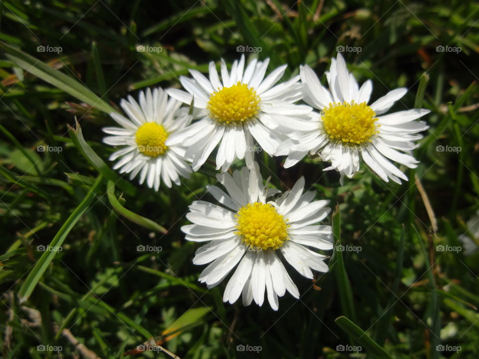 White chamomile flowers