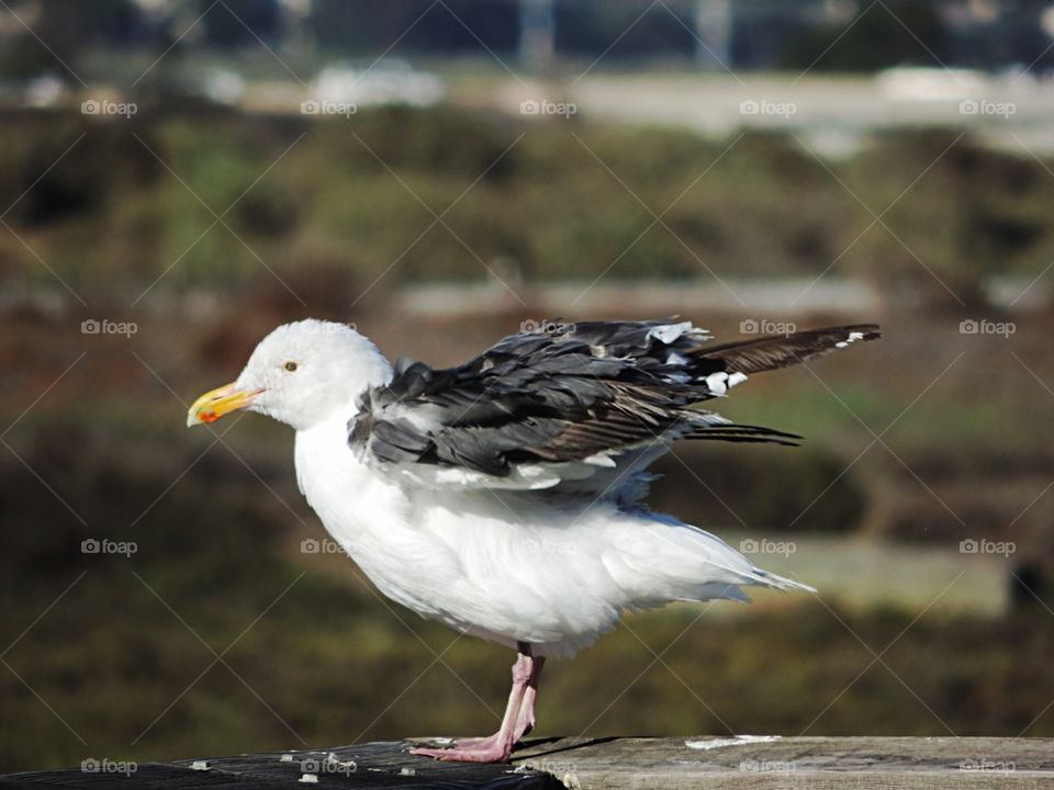 Bird- western Gull