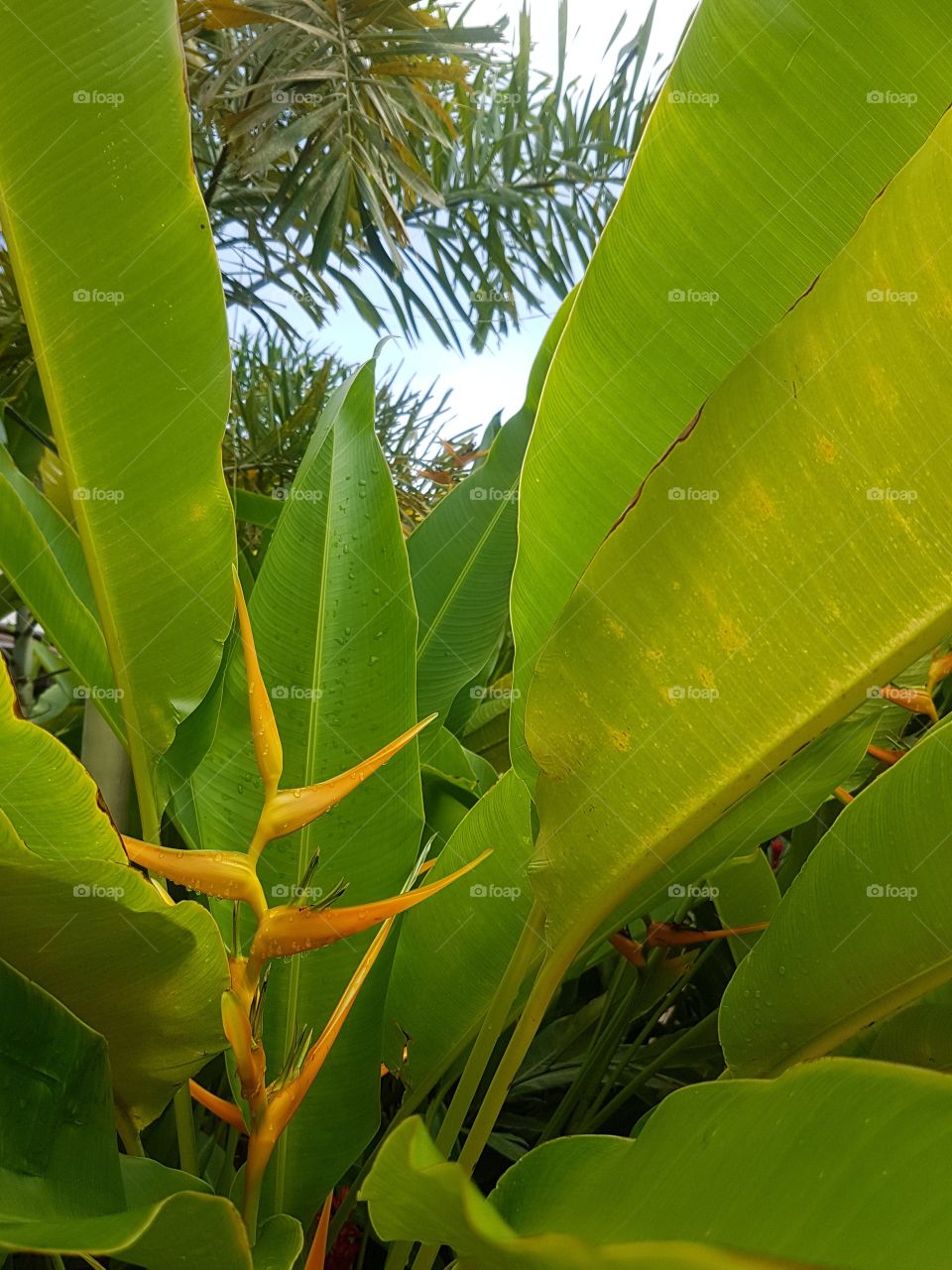 exotic tropical plants in wild garden full of lush green banana palm leaves and birds of paradise flowers in mexico with blue sky