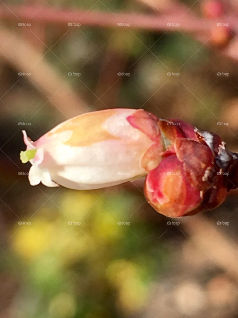 January blueberry blooms