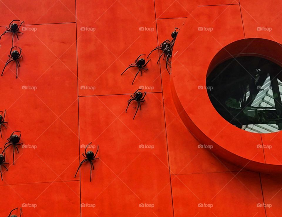 Spiders on the red wall
