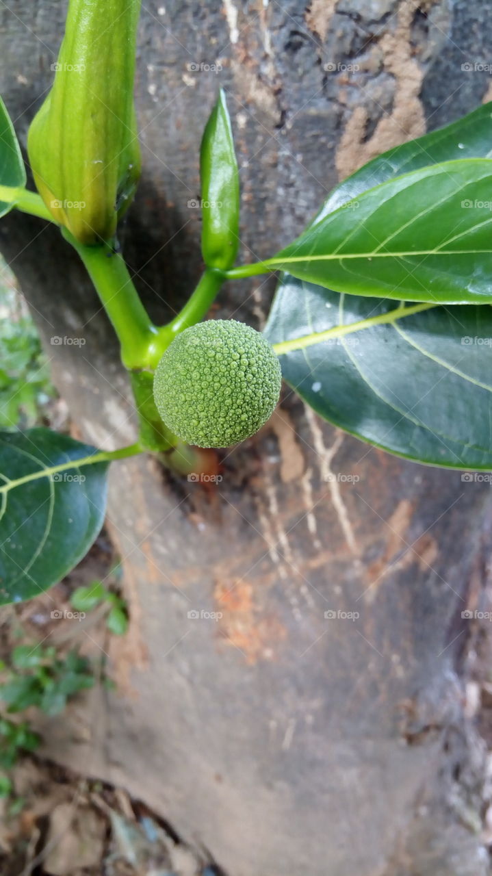 Little Jackfruit