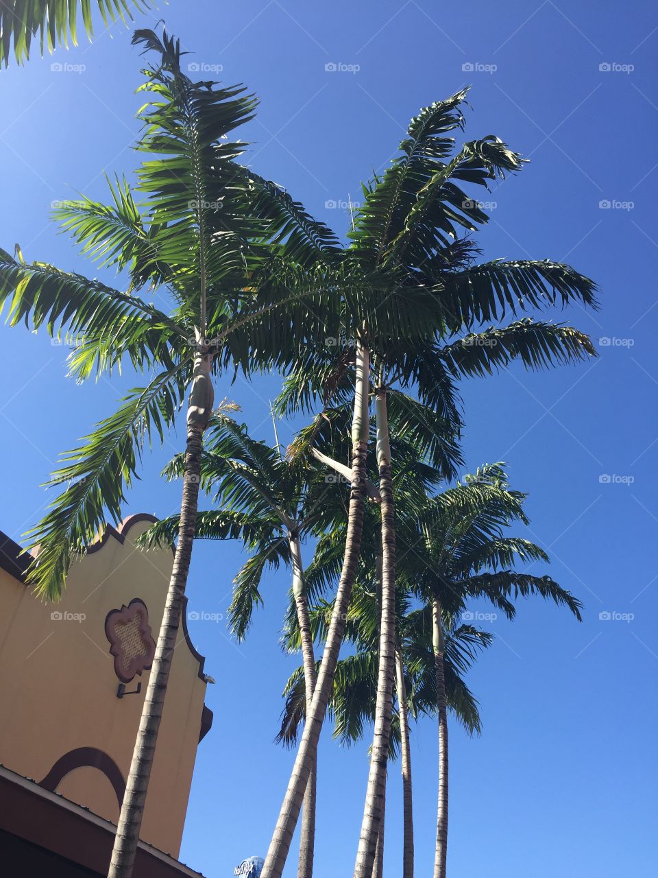 Palm trees at Hardrock hotel and casino