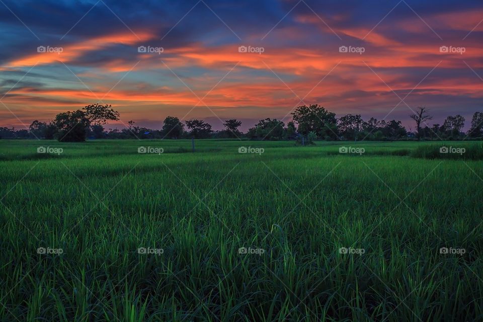 My rice farm