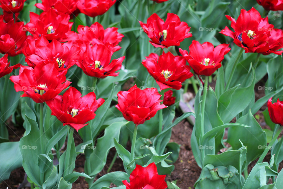 Tulips in the city park