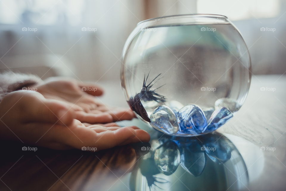 Little girl with fish in round aquarium at home. Hands